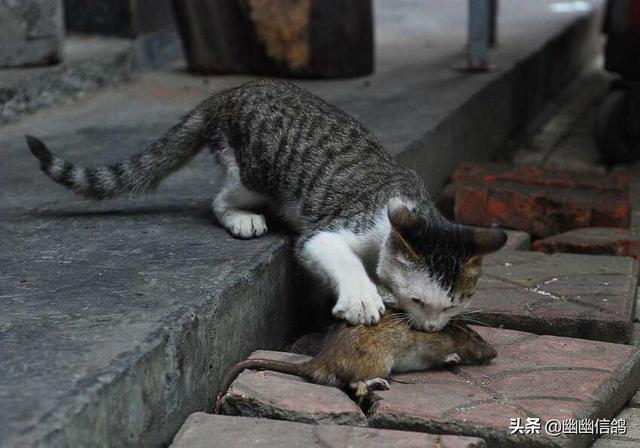 小猫吃耗子药怎么办:猫咪吃了死耗子中毒了我该怎么办？