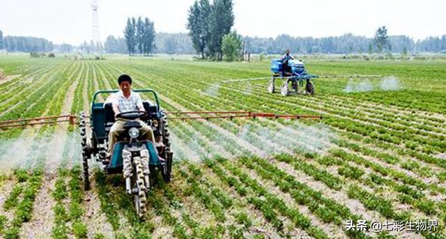 野菊花生蚜虫怎么防治:菊花蚜虫图片与防治 怎样管理花生开花季节，为什么有人未见蚜虫也喷治蚜虫的药？