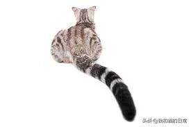 .日本截尾猫:尾巴折过来的猫是麒麟尾猫吗？