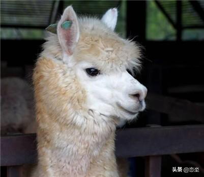 宠物小羊驼价格大量现货:种羊驼每头身价高达3万美元，如何养好羊驼？
