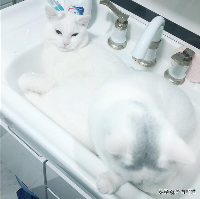 绝育猫咪踩奶是什么意思:猫咪绝育了踩奶怎么回事 胖猫不停的踩奶是什么情况？