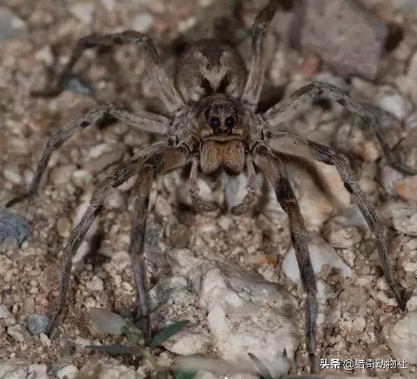 黑寡妇蜘蛛有多危险，怎样判断蜘蛛有无毒性，在中国常见的蜘蛛中有没有比较危险的物种