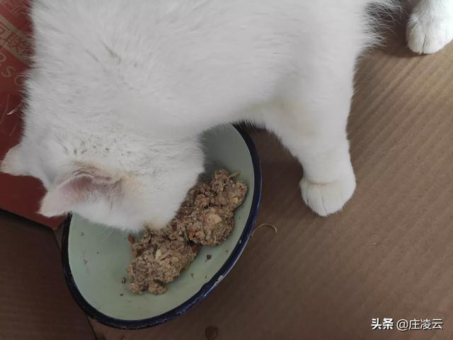 出售西伯利亚猫:八千买的猫咪几乎所有病都得了个遍，应该找卖家维权吗？