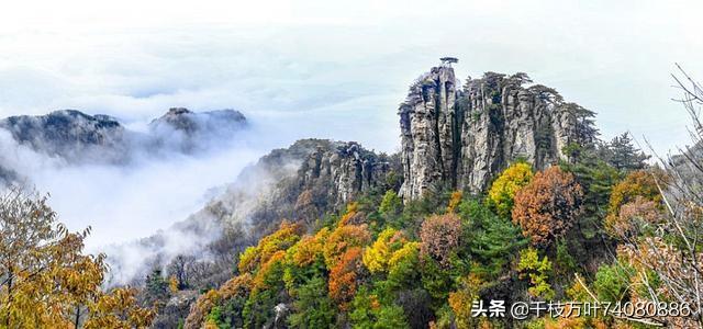 王音璇:有几个看过《苦菜花》的？