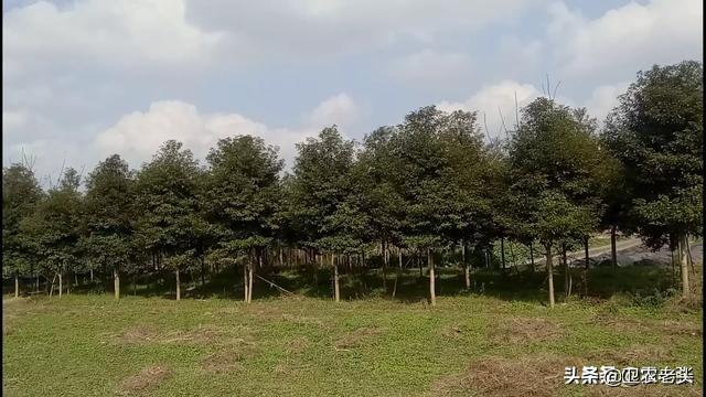 桉树适合什么地方种植，在农村种植桉树和杉树哪个经济效益高