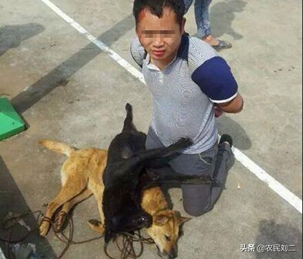 偷狗贼怎么打狗:农村扎住在城里的偷狗贼应该怎样处理？