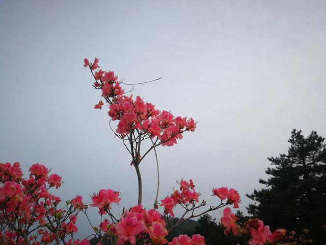 小狗种鲜花在线玩:为什么有些人玩游戏喜欢玩新区？