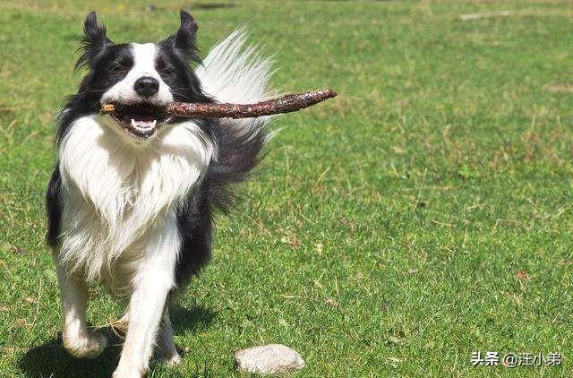 边牧犬缺点:边牧个子矮是缺陷吗，边牧个子矮怎么办？