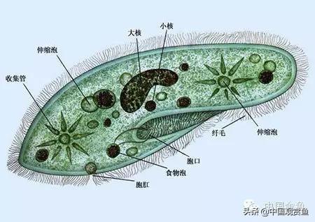 银锦鲤鱼吃什么食物:锦鲤鱼喜欢什么味型的食物？