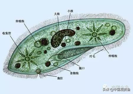 锦鲤鱼图片高清:养锦鲤，鱼缸摆哪里好看？