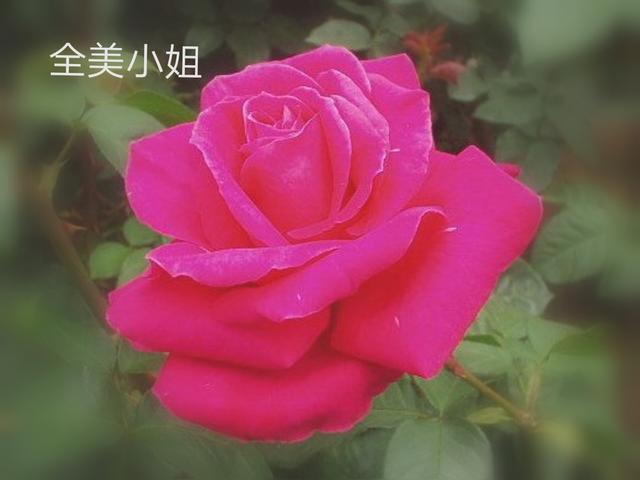优秀月季花品种介绍百度网:名贵月季十大品种是哪些品种？