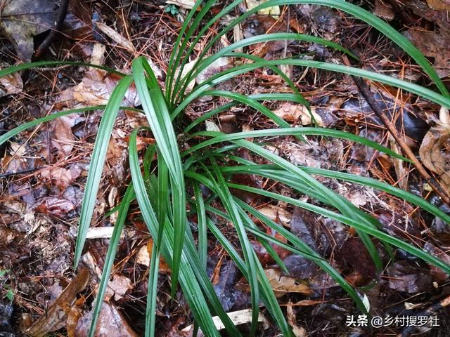 山上野生兰草价格:山上的野生兰花资源需要保护吗，有何建议？