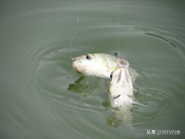 鱼饵料:不同的鱼喜欢什么味的饵？