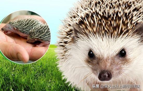 湖南刺猬养殖:金龟刺猬好养殖吗？周期多久啊？