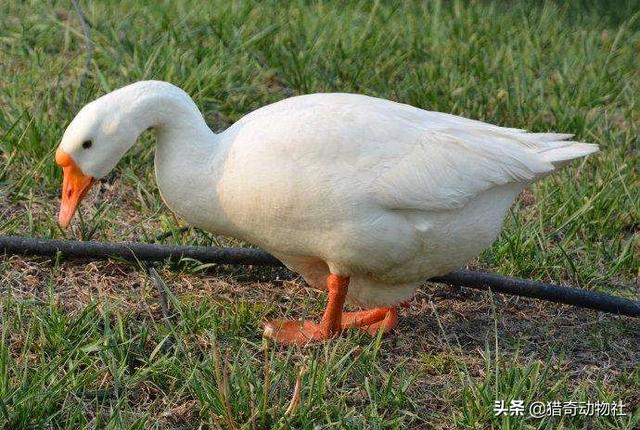 家里养的大鹅的祖先是什么动物:大雁与家鹅有生殖隔离吗？