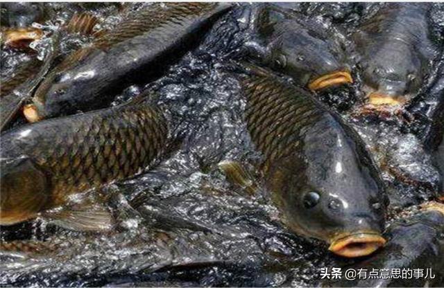 渔游蛇好养吗:新手养蛇都需要准备什么？哪些种类的蛇适合新手饲养？