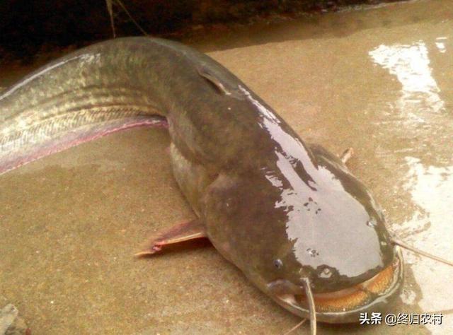 鲶鱼吃什么长得最快:鲶鱼喜欢吃什么 野钓钓鲶鱼，用什么饵料效果最好？什么时候钓鲶鱼最佳？