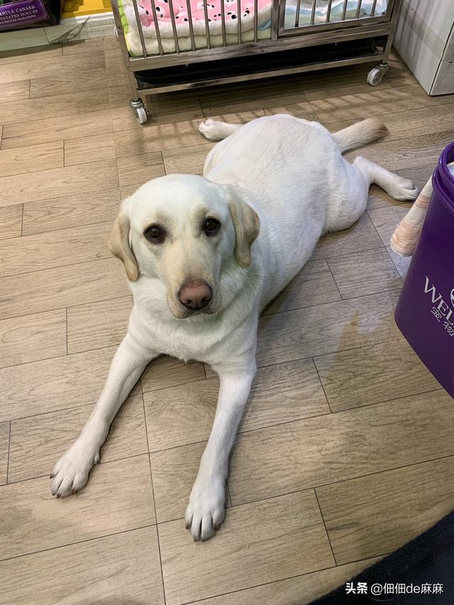 世界犬种智商排行拉布拉多:拉布拉多长得和金毛差不多也聪明，为什么养金毛的要多很多？