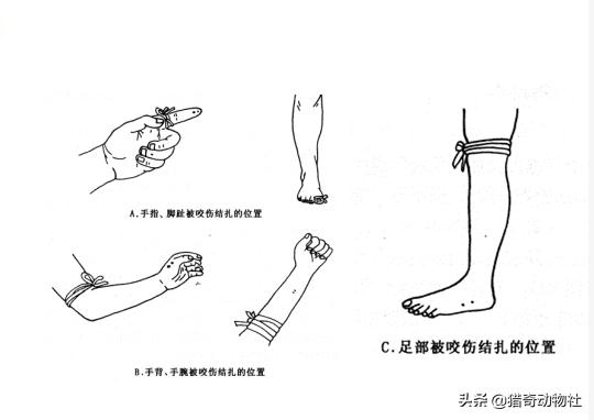 科摩多龙有没有毒:宠物狗大战7斤重五步蛇，不料被咬身亡，人遇到五步蛇怎么办？