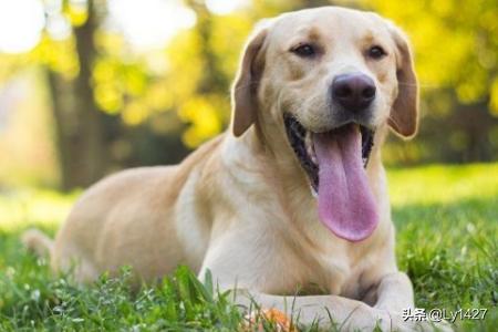 可卡幼犬流眼泪:狗狗为什么总是爱流眼泪？
