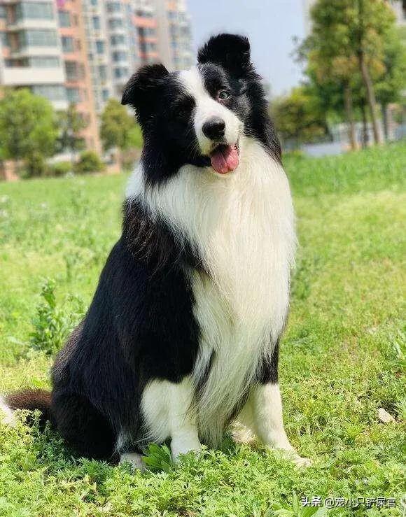 贵族狗粮好不好:国产高端狗粮喂狗不好吗？为什么很多人还要买进口狗粮？