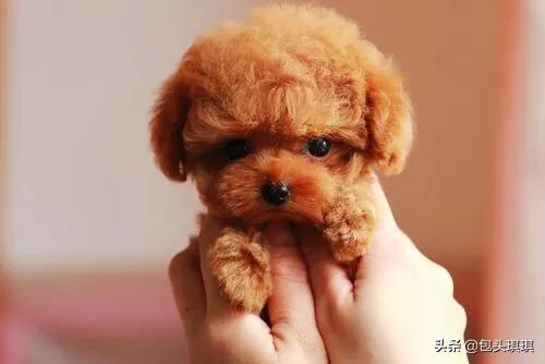 殴打柯基幼犬:柯基犬喜欢和别的狗打架吗？怎么养好柯基犬？