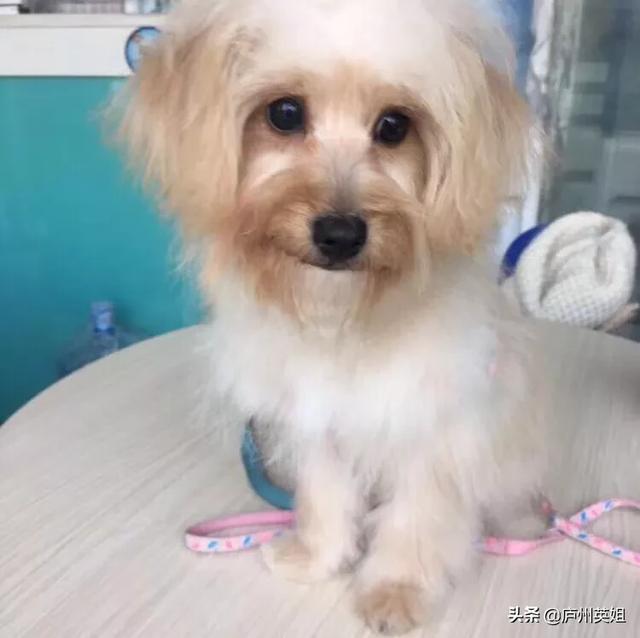 深红玫瑰鹦鹉买到:宝蓝鹦鹉繁殖身体发红 去哪买会说话的鹦鹉？贵不贵？买来怎么养？