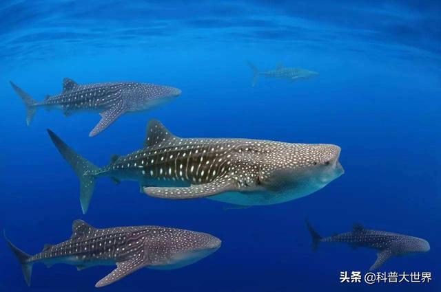 最大植物是雷曼将军树高83.8米,树木底部最大直径11.1米.