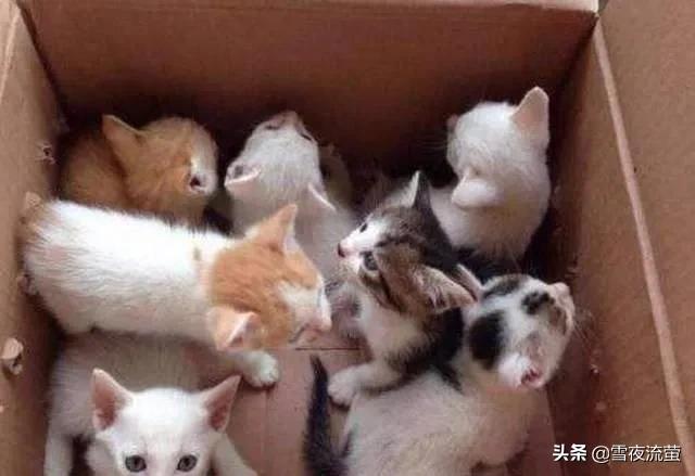 卡尔特猫和蓝猫生出的宝宝什么样:猫妈妈为什么会生出不同颜色的小猫？