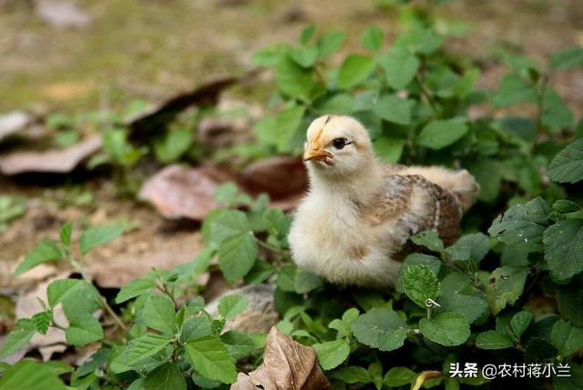 鸡疫苗种类:鸡疫苗使用时的注意事项有哪些？