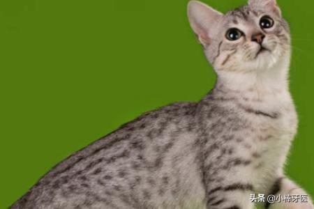 品种猫:中国自己的猫都有些什么品种？
