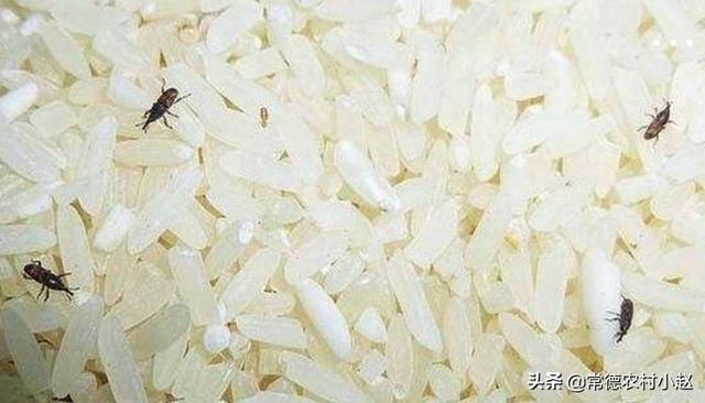 中国石龙子能不能吃:目前石龙子的价格是多少？石龙子要如何饲养？ 中国石龙子有毒吗