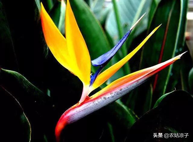 天堂鸟儿:天堂鸟的养植方法是什么？