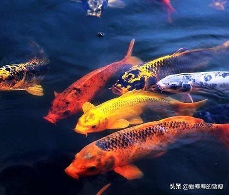 锦鲤鱼:锦鲤的水质怎么样才能变好？
