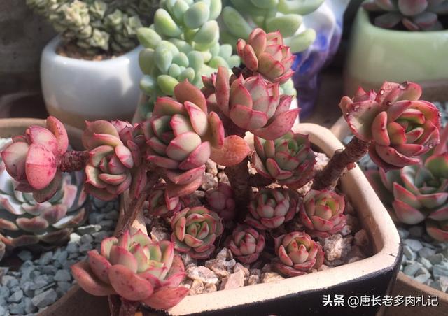 多肉艾格尼斯玫瑰和妮可莎娜有什么区别？看着很像？