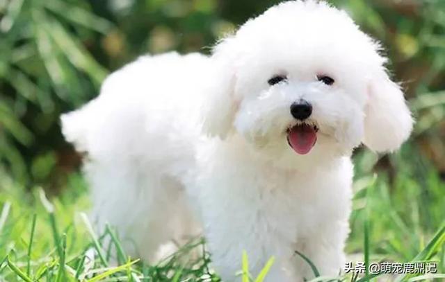 比熊犬怎么养:饲养比熊犬有什么禁忌不能犯，不然会缩短它的寿命？