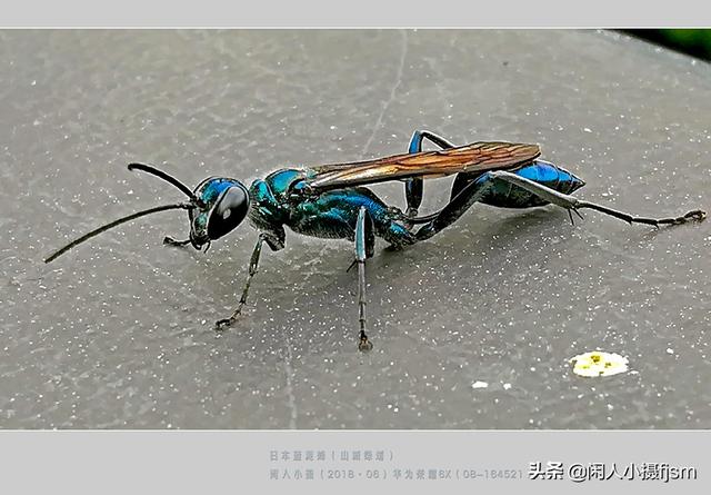 姬鸮的图片:在房间里发现有翅膀、会飞行的胸腹明显“脱节”的虫子，有害吗？