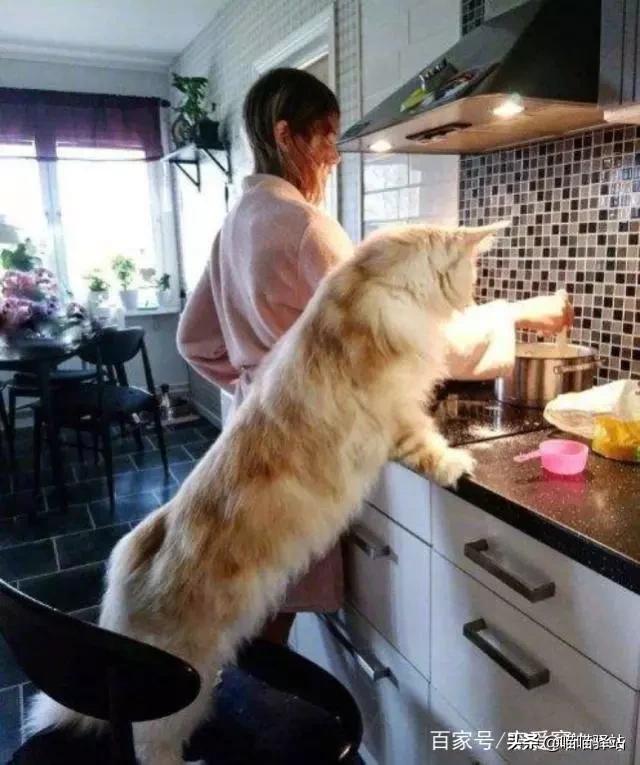 缅因猫如何喂养:小布偶猫为什么这么丑，布偶怎么发腮爆毛？