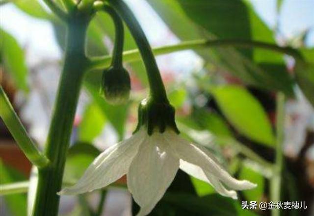 花又开好了专辑:为什么辣椒第一次开花不结果，第二次开花又结果？