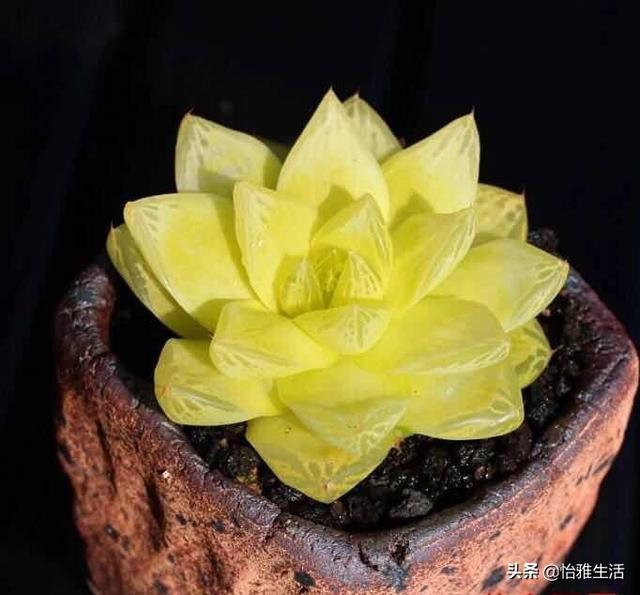 怎么拍多肉黄金玉露