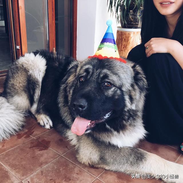 苏牧犬聪明吗:高智商的狗狗有那些优势？
