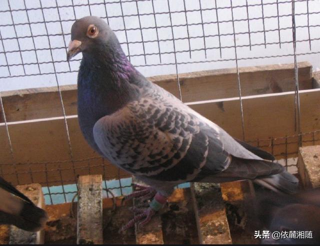 鸽子哺乳期吃什么最合适？