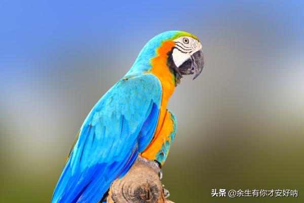 血鹦鹉常见病:鹦鹉常见疾病的处理及预防？