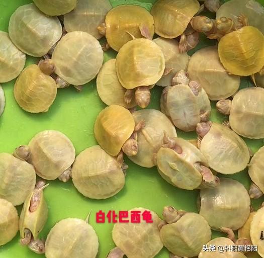巴西龟图片:怎么判断乌龟是否得了白眼病？怎样治疗白眼病？ 巴西龟图片 最大
