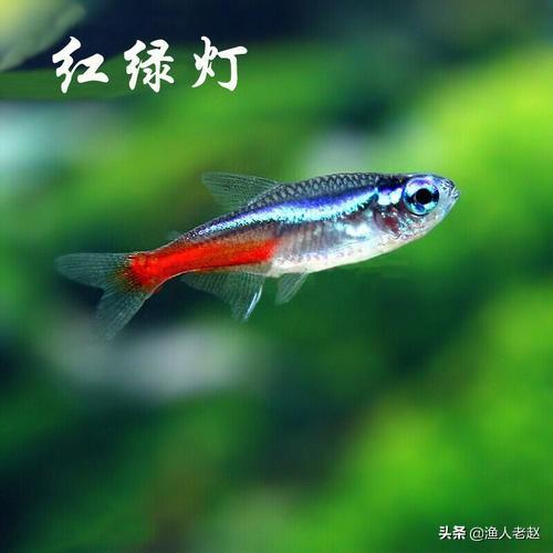 红绿灯鱼繁殖:红绿灯鱼和孔雀鱼能不能一起养？