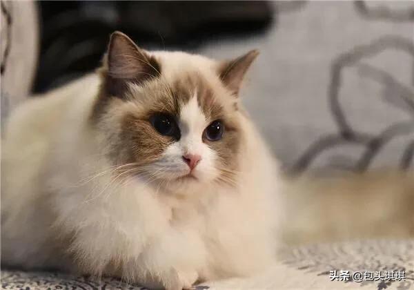 翻肠子:猫“翻肠子”是怎么回事？有药物吗？ 翻肠子是什么意思