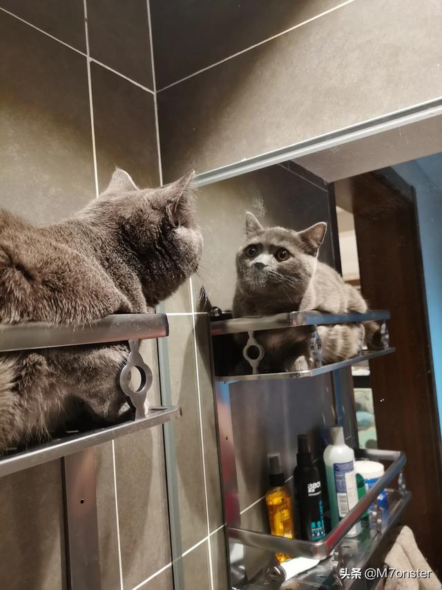 冻干猫粮:买有冻干的猫粮比较好还是直接买肉比较好？