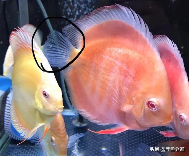 观赏鱼的图片:买回来的兰寿金鱼才几天，一个个东倒西歪的怎么回事？ 观赏鱼的图片及价格