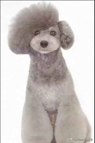 苏州宠物造型:泰迪犬有哪些不同风格的造型呢？