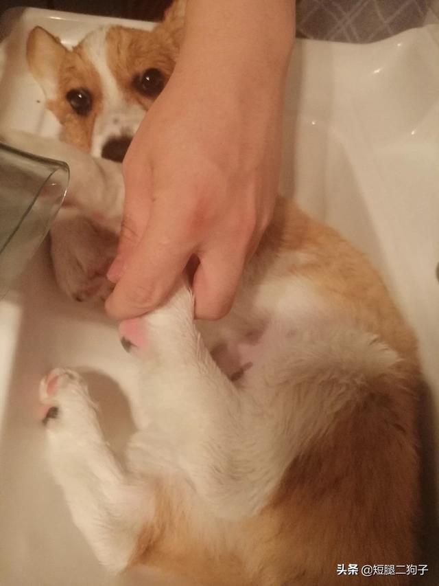 柯基幼犬:柯基犬的习性和喂养要点？